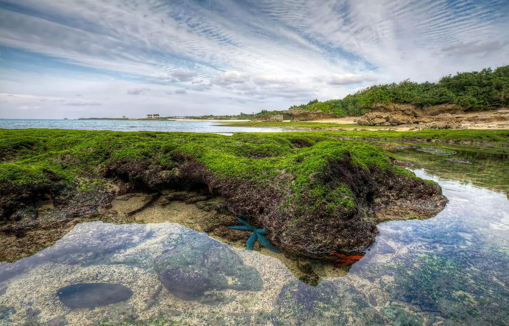 Talented Tide Pool (努力家の磯場)